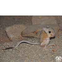 گونه دوپای مصری کوچک Lesser Egyptain jerboa